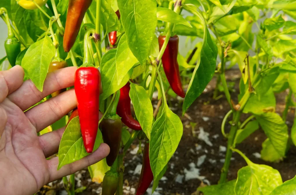 8 titok paprika termesztéshez